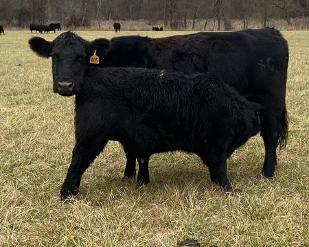 913 bull calf