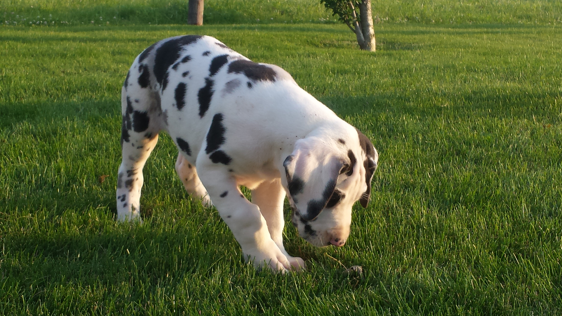 Puppyfind best sale great dane