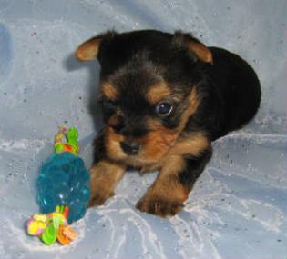 Yorkie puppies for sale sales in ky