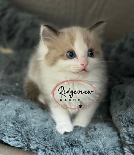 Seal bicolor ragdoll 2024 kittens for sale