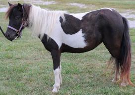 Falabella Miniature Horses - Rocking Horse Ranch