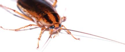 Roach Control Bakersfield, Pest Control Bakersfield