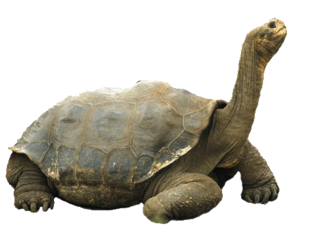 HRX, Galapagos, tortoise.jpg