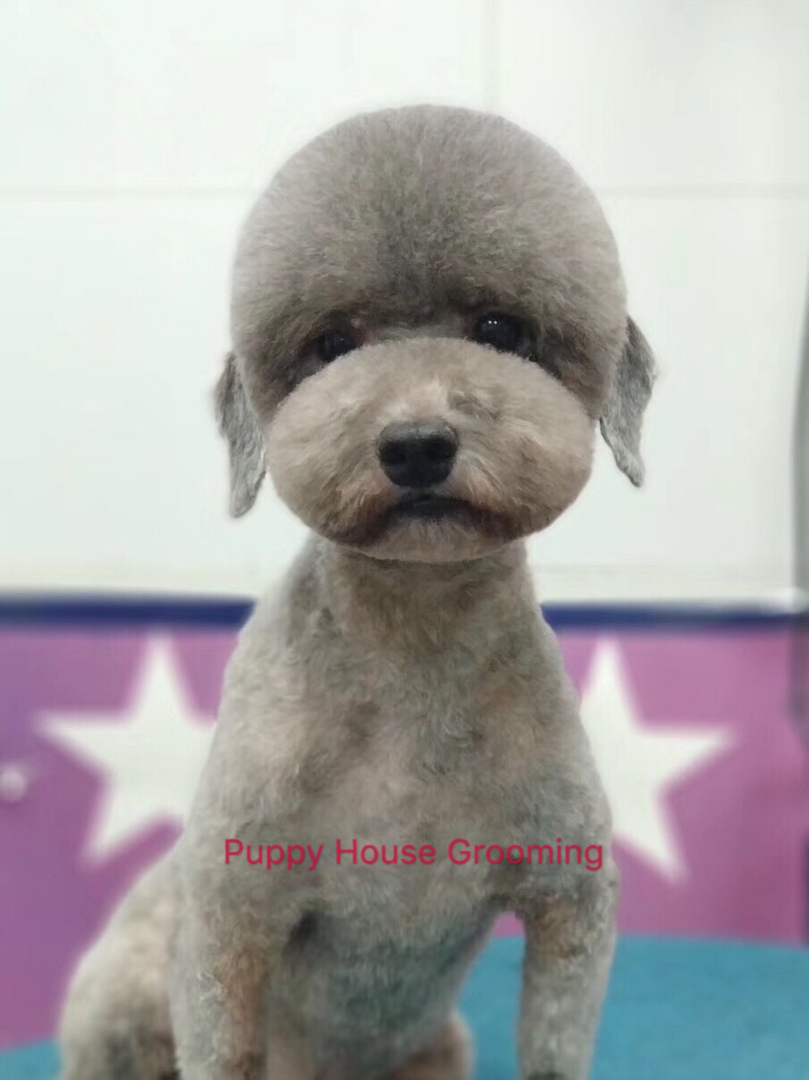 Puppy house and store grooming