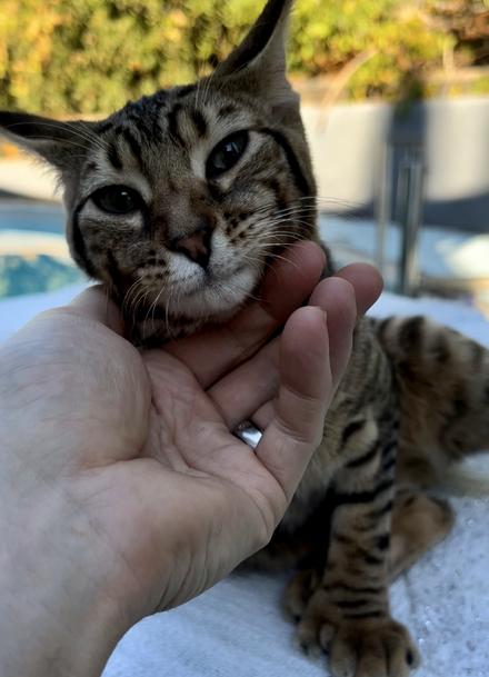 Bobcat hybrid kittens for hot sale sale