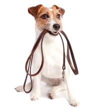 jack russel terrier dog with leash in mouth