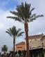 Phoenix dactylifera Date Palms, Medjools, Zahidi, Deglet Noor, Florida, Texas, California, Las Vegas, Houston, Phoneix, wholesale date palms