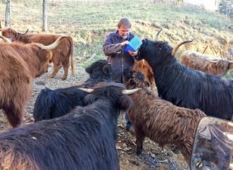 Highland cattle black,Scottish highland cattle,Black highland cattle,Highland cattle, Highland calves