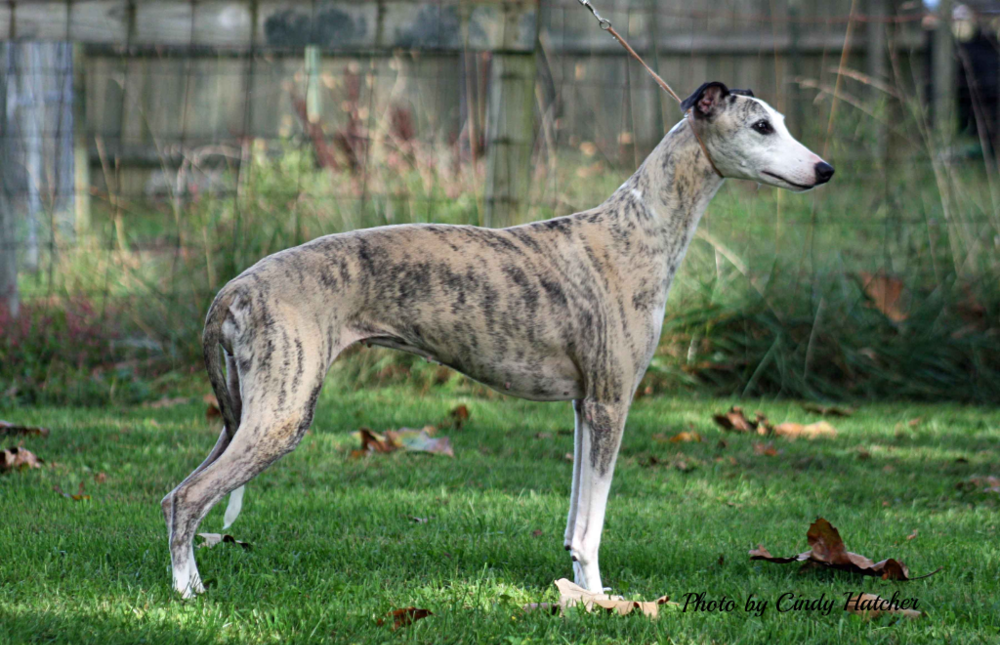 Whippet dog breeders near sales me