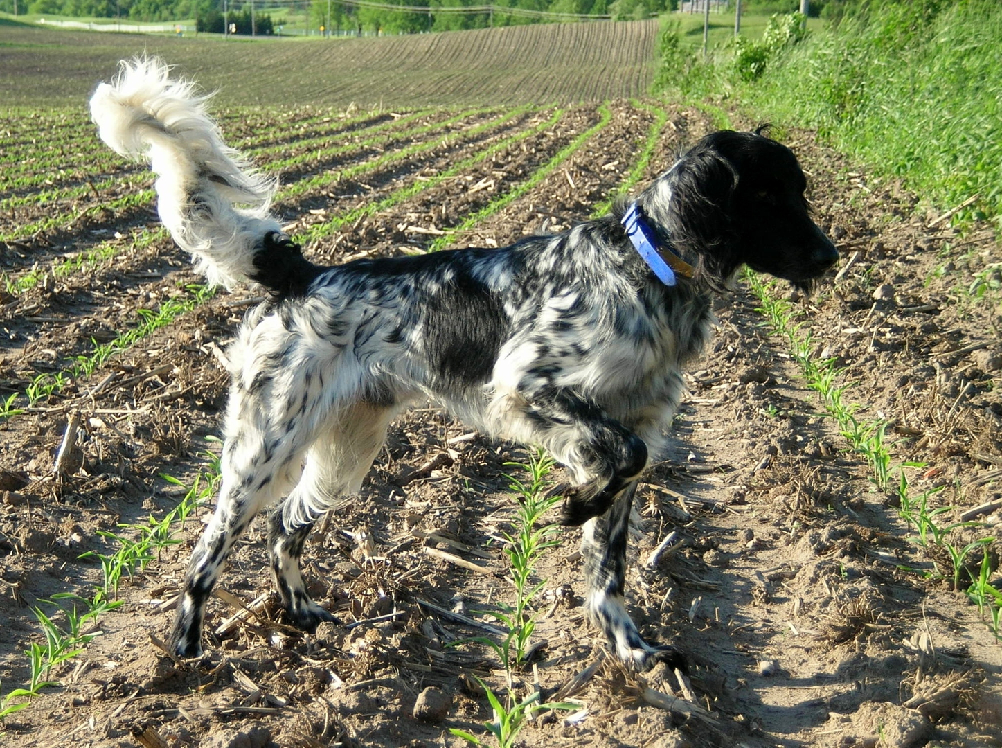 Large munsterlander breed standard hotsell