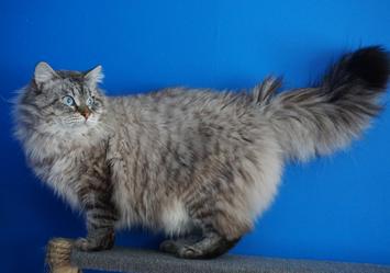 Siberian best sale kitten cost