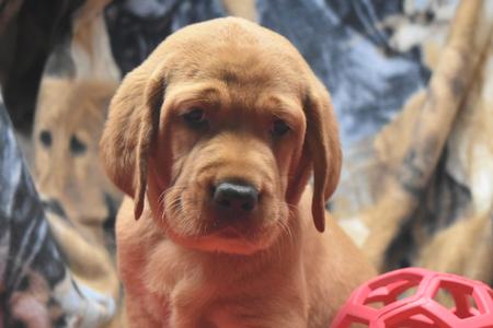 fox red lab puppy for sale