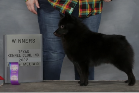 Safari schipperkes hot sale