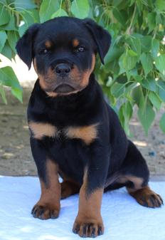 Puppies For Sale In Albuquerque >> German Rottweiler Puppies For Sale In Albuquerque New Puppies For Sale In Albuquerque >> German Rottweiler Puppies For Sale In Albuquerque New