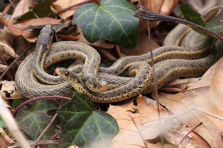 Garter snakes