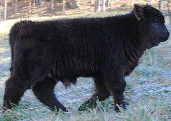 Highland cattle black,Scottish highland cattle,Black highland cattle,Highland cattle, Highland calves