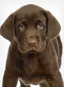 Cincinnati Hills Animal Clinic Companion Animal Plan [CAP] Puppy