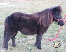 Falabella Miniature Horses - Rocking Horse Ranch