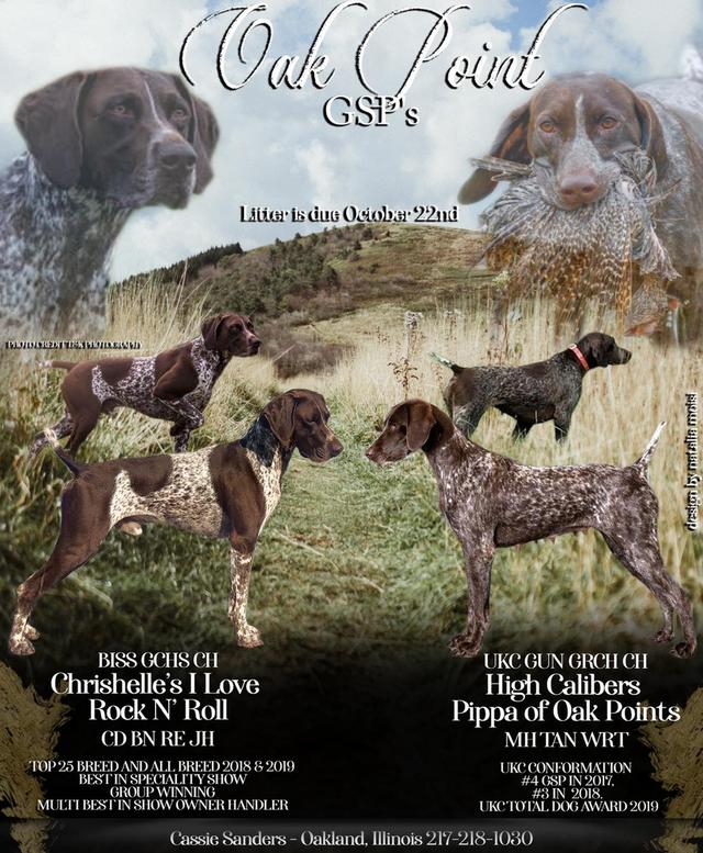 Wildrose best sale german shorthairs