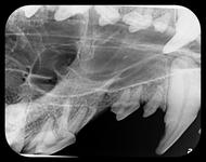 Canine dental x-ray