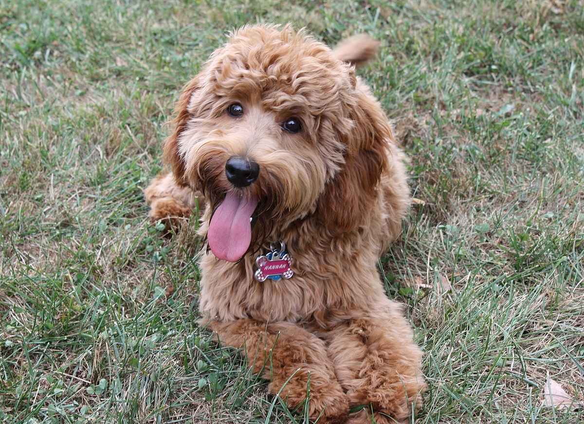 Primetime labradoodles hot sale