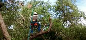 Tree Services