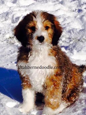 Sable Bernedoodle Puppies For Sale