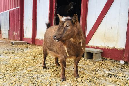 Star, Nigerian Dwarf goat, at my peeps farm