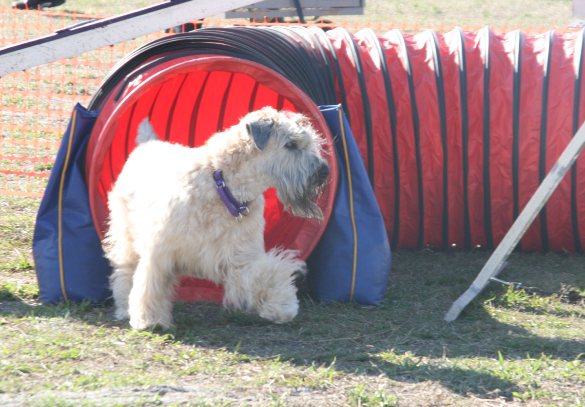 Wheaten best sale terrier agility