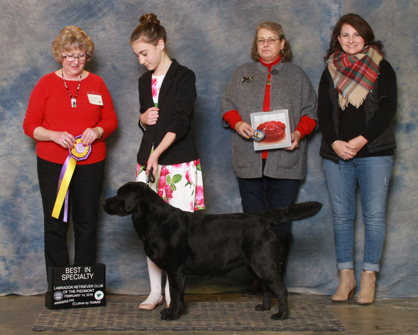 Horne S Labradors Labrador Stud Service