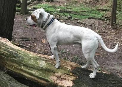 Standard American Bulldog Puppies