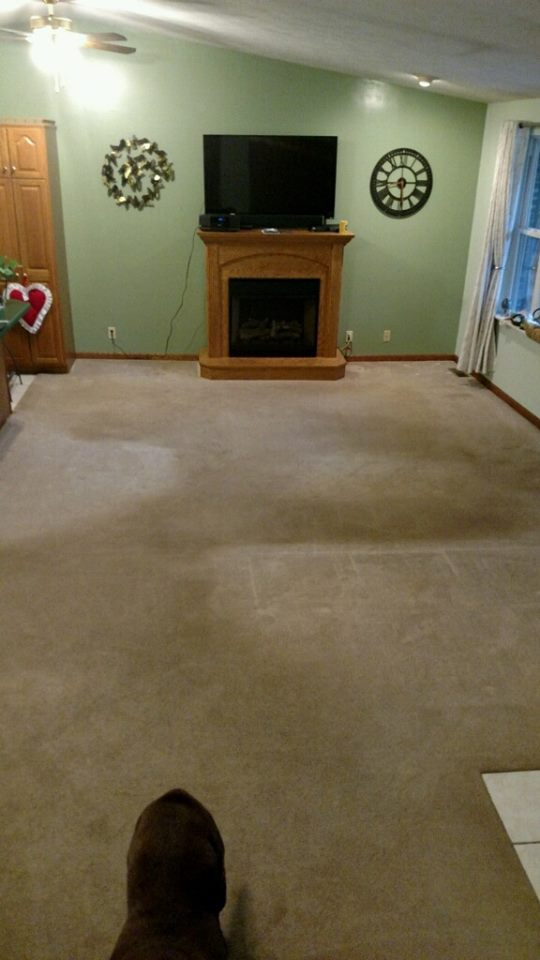 Proclean Carpet Upholstery Cleaning Llc Professional Carpet