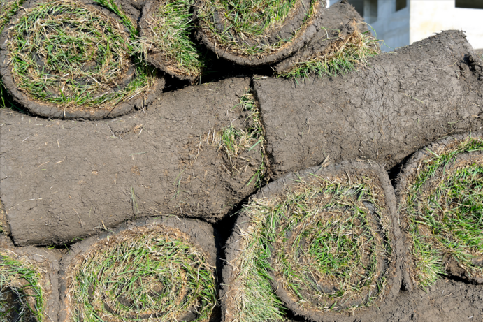 Fresh Sod Rolls