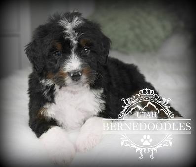 Trained Bernedoodle