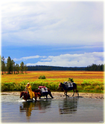 Yellowstone National Park, pack trips, pack strings, Bechler Meadows