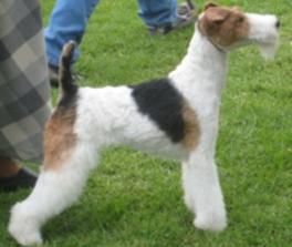 Hand stripping outlet wire fox terrier