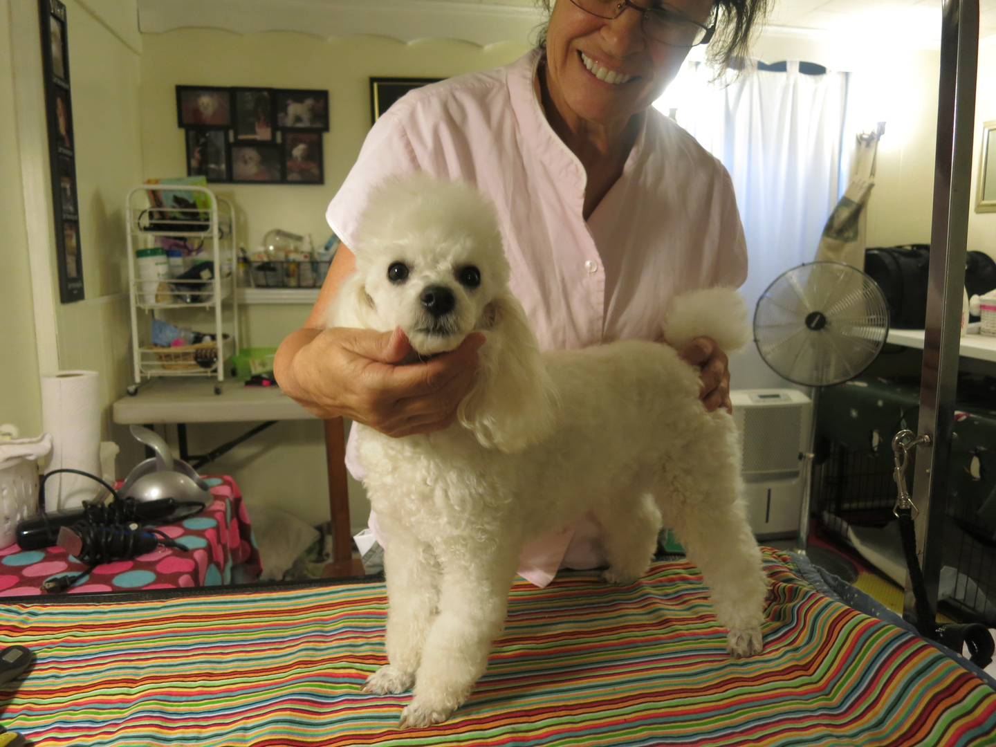 Ice white standard poodle hot sale breeders