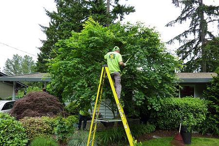 Leading Tree Trimming Service in Lincoln NE | LNK Junk Removal