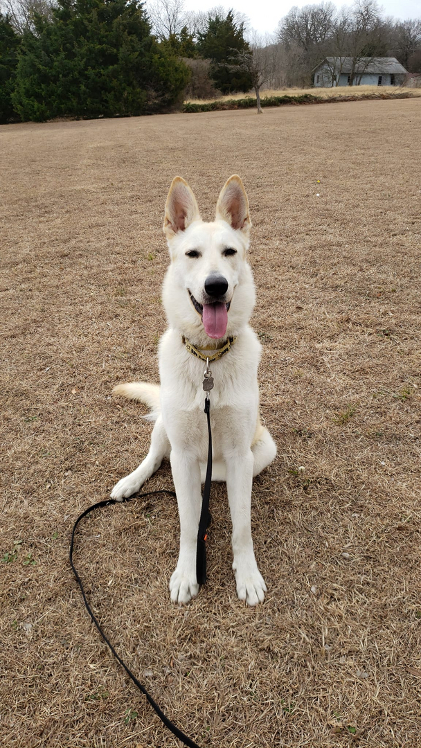 White store gsd rescue