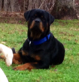 WESTERN FAMILY RANCH Our Dogs AKC ROTTWEILER GERMAN LINES docked tails Nashville Tennessee ...