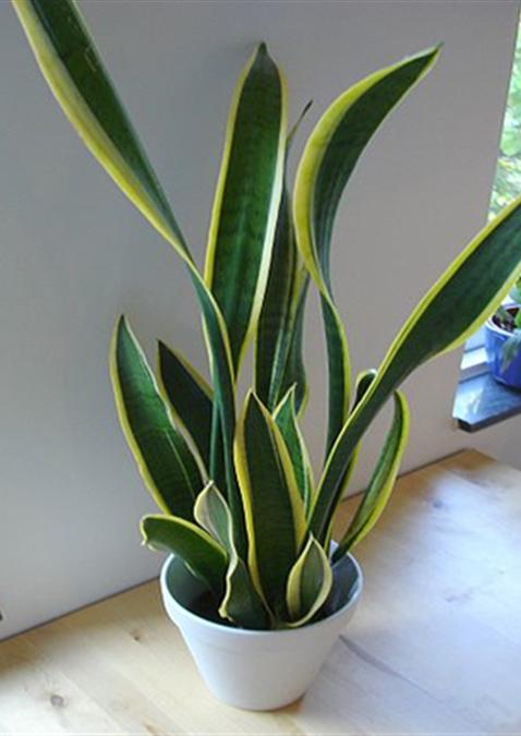 SANSEVIERIA LAURENTI M14 45CM (LENGUA DE SUEGRA)