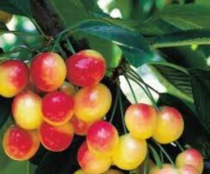Cherry vàng, cherry Mỹ, hoa quả nhập khẩu tại hà nội