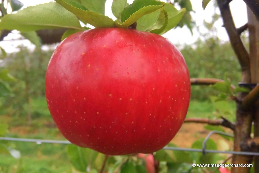 Browse Wisconsin Cortland Apples Details