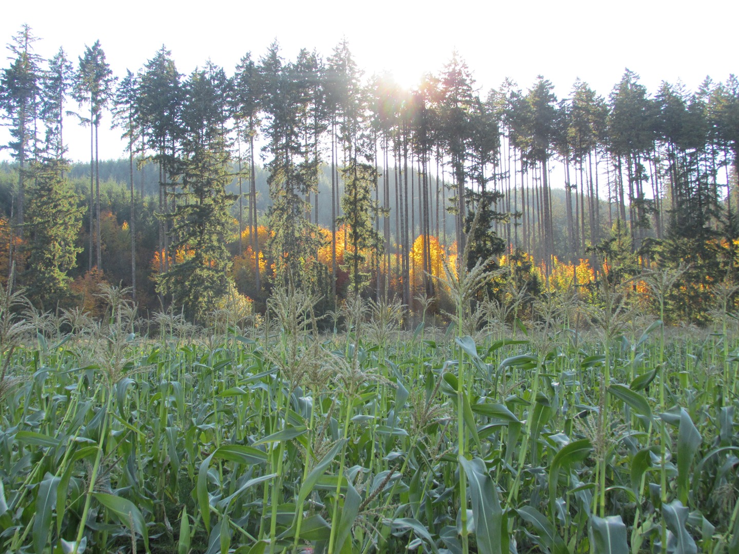 pumpkin patch hillsboro or