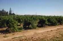 Vines in the Jenner vineyard with full canopy ready for harvest