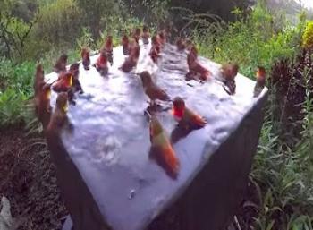 Magical Scene: Hummingbird Pool Party!