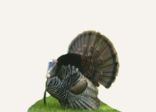 Hunting Turkey North Dakota