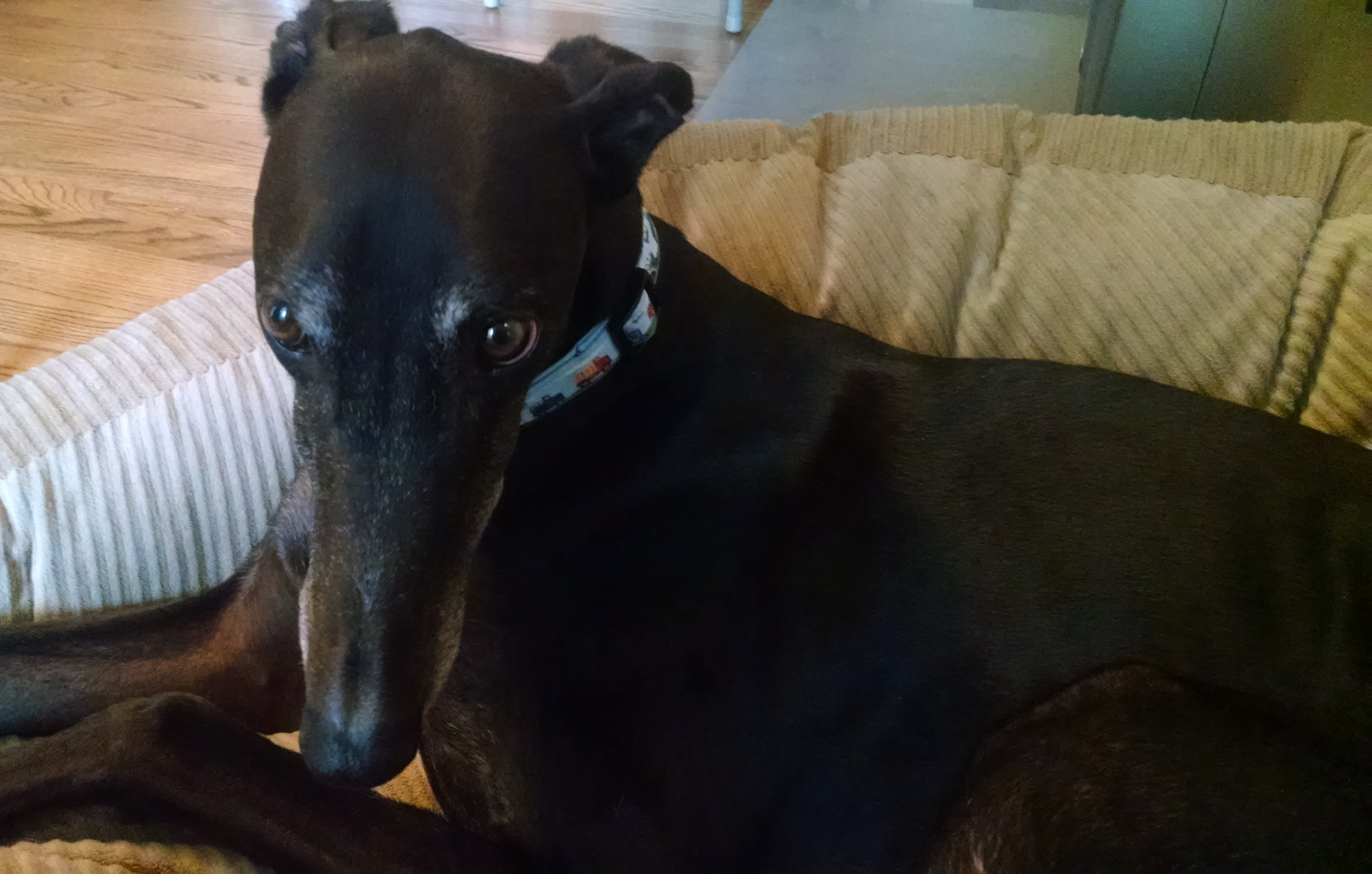 are greyhounds inside dogs