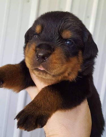 Large head rottweiler puppies hotsell for sale