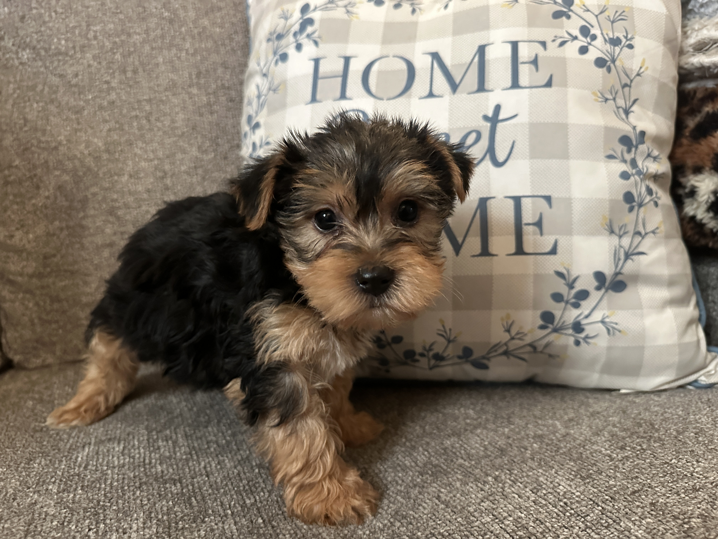 Ckc yorkie puppies hotsell for sale near me